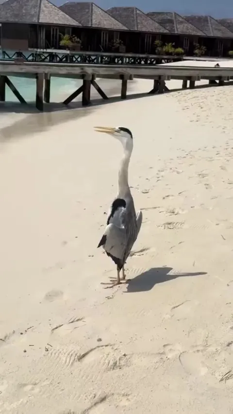 🔥heron sunbathing and cooling off by the sea