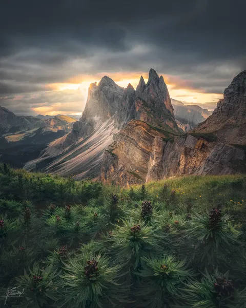 The Italian Dolomites from a patch of budding flowers [OC][1920x1536]