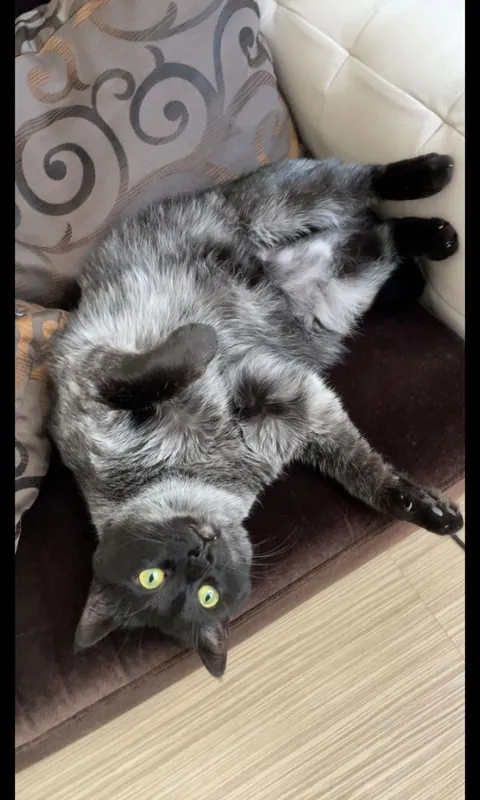 My black cat keeps getting whiter update