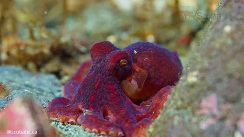 🔥 A tiny predator on the night shift - watch this baby octopus hunting on the sea bottom [OC]