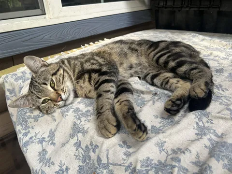 What should I do about this stray cat who adopted us?