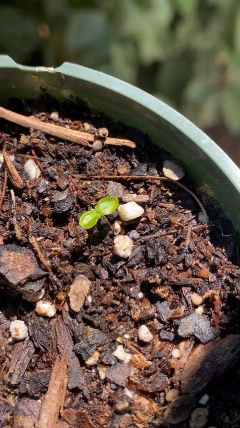After 4 years, I’ve finally managed to grow a blueberry from store bought blueberries.