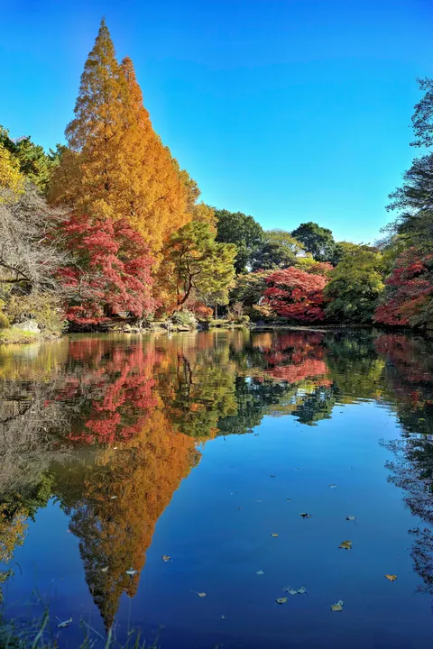 Fall colors in Japan