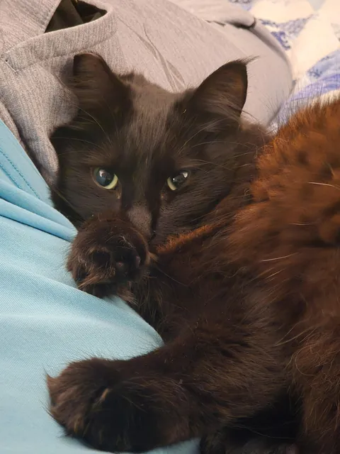 When I lay down he does this and I don't understand what he wants from me