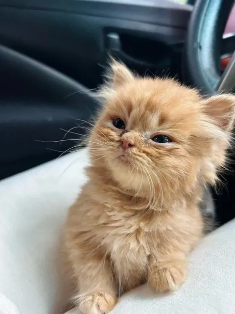 Cute little orange car 😽