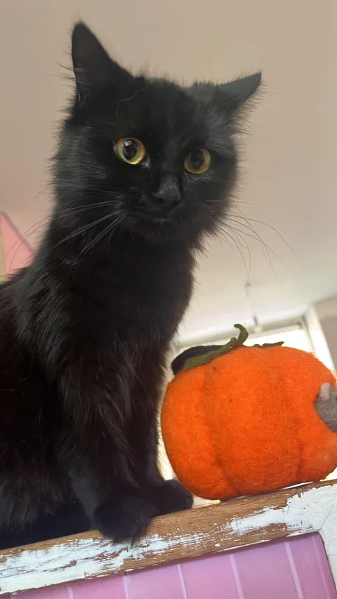 My cutie Lolita 🩷