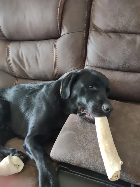 The best pictures of my 3 year old Black Lab!