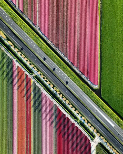 A glimpse of what Tulip season in the Netherlands look like