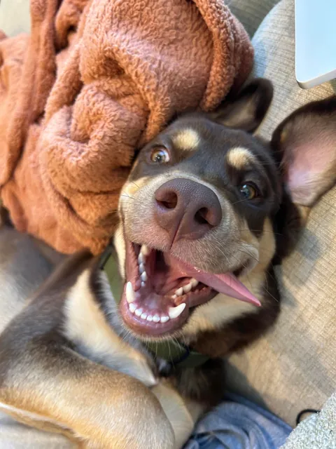 a year ago today, the dog distribution system blessed me with the goofiest and cutest boy ever