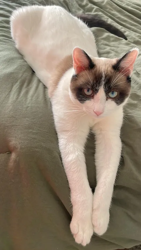 Drop your cats in their silliest positions !!!!