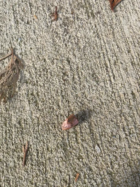 The guy down the hill has a (legal) “personal range” that has been deemed “safe”, so the police can’t do anything when bullets whiz past our heads and land on the patio.