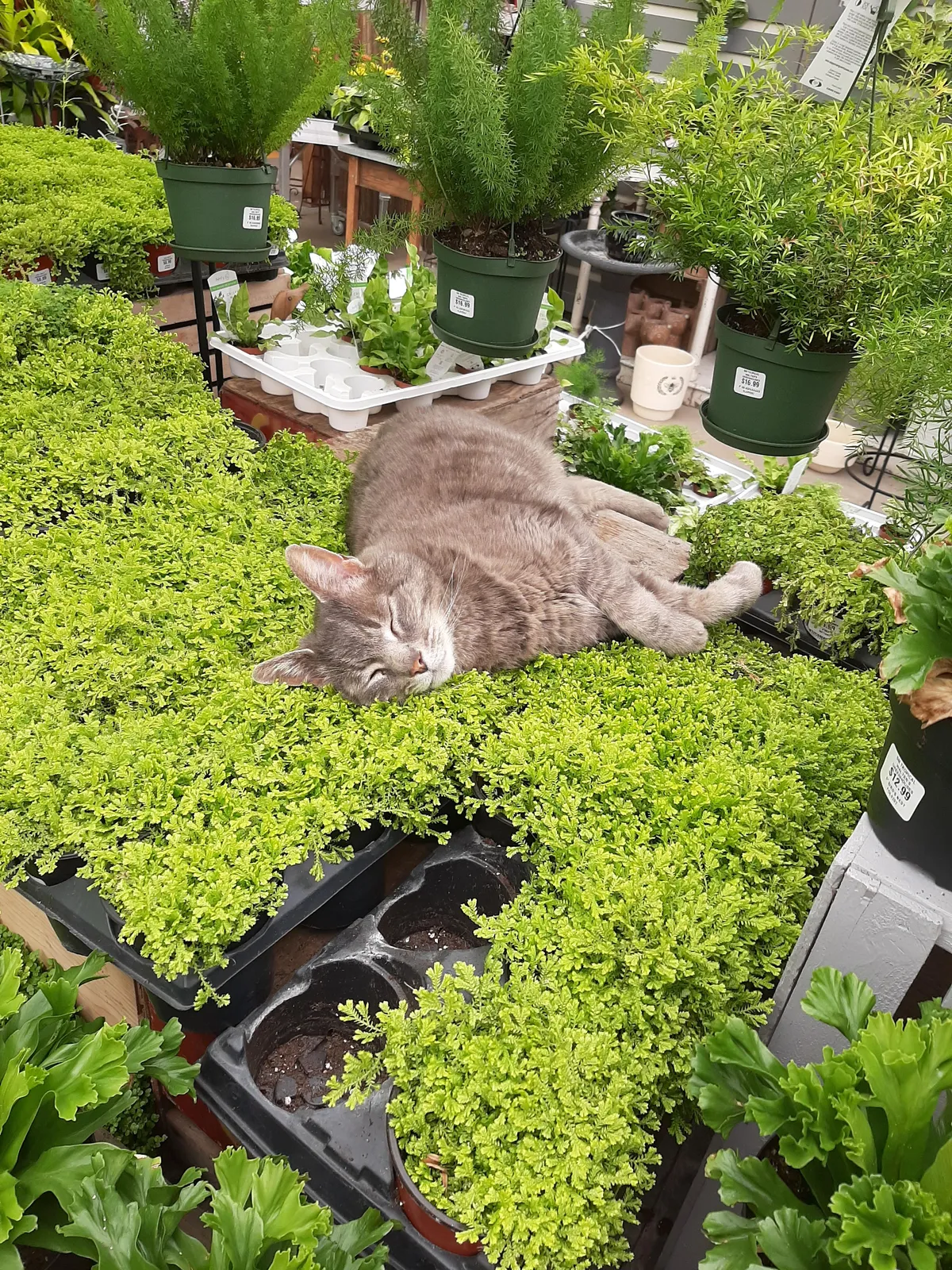 This kitty I saw while shopping at the garden centre