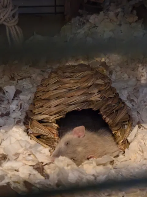 Doby is 2 years old today!!!!