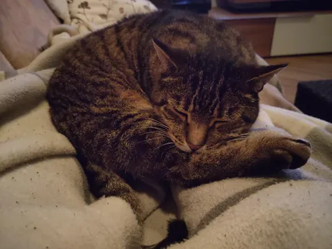 My 13 year old cat recently fell asleep while he was trying to clean his back leg