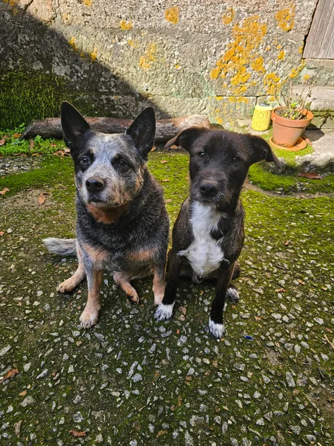 Spain Bread Oven UPDATE