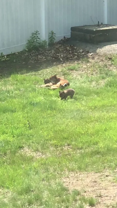 Bobcat cubs playing in my friends yard.