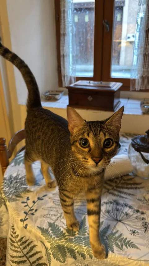 From the streets of Tunisia to the Alps, these two little rescued siblings finally found peace