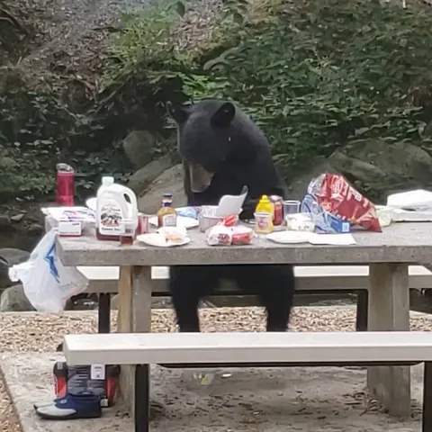 A bear rudely interrupted our cookout yesterday in Gatlinburg, TN and decided to help himself to our food