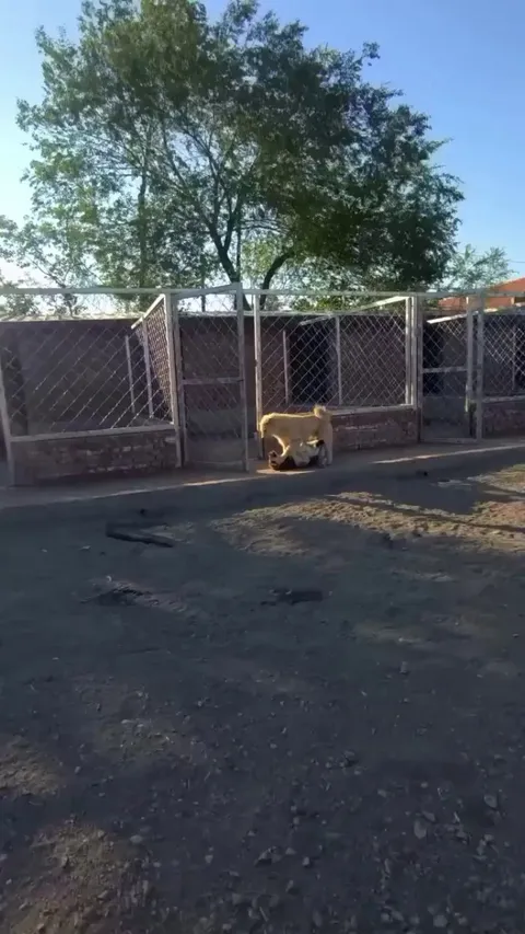 Another part of the alpha dog