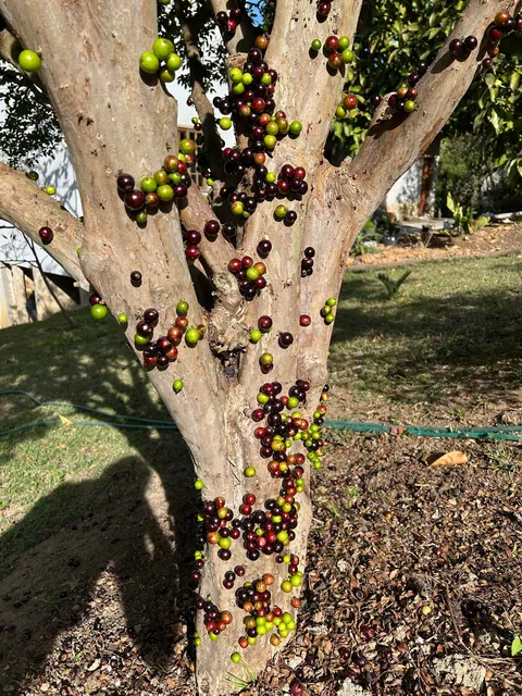 My parents’ Brazilian berry tree