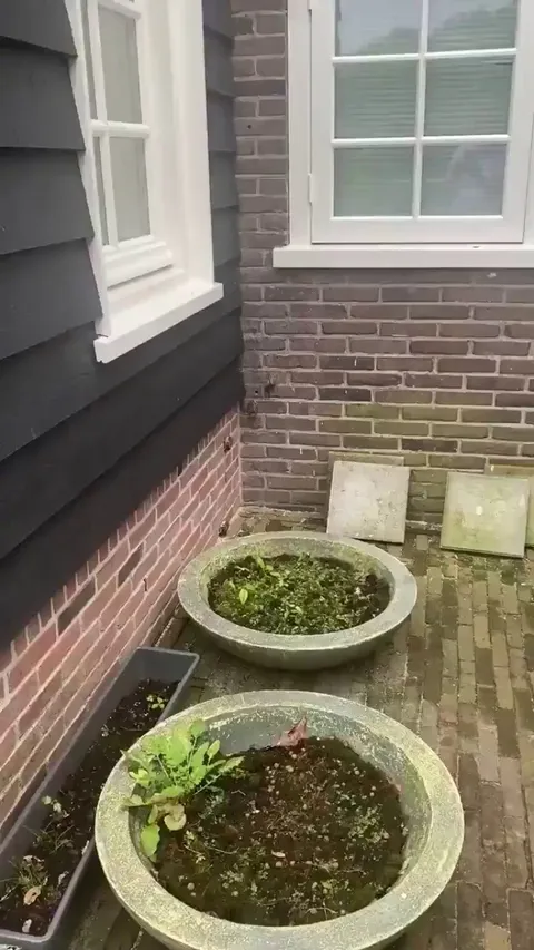🔥Treecreeper chicks climbing a wall.