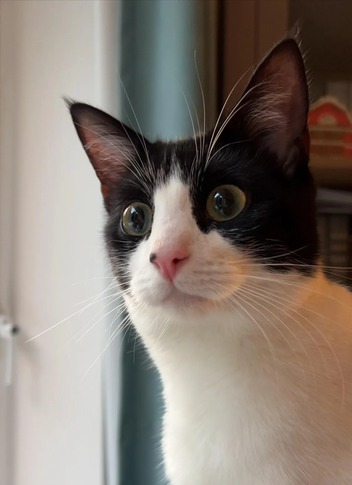 The look of betrayal after she spotted my mum giving some snacks to our neighbour’s cat