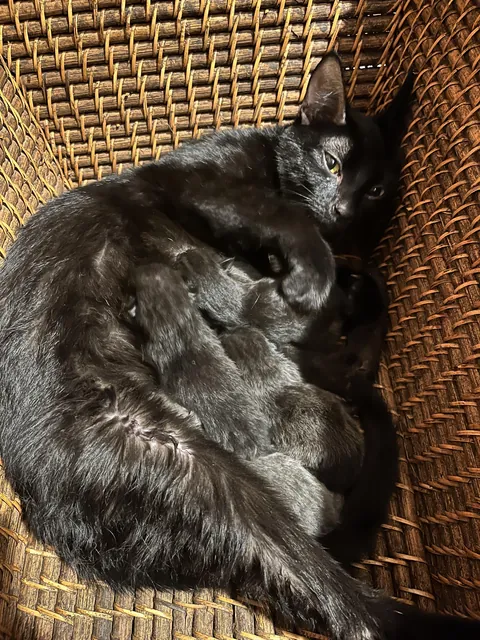 My friend is fostering a pregnant void. She gave birth last night