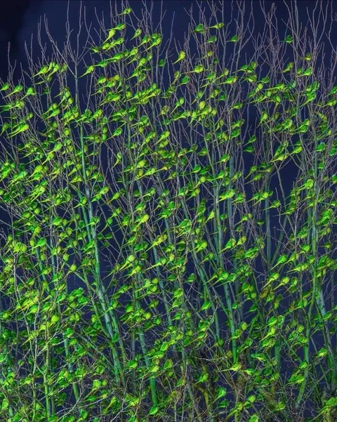 Tree in London coverd with Parakeets, not leaves