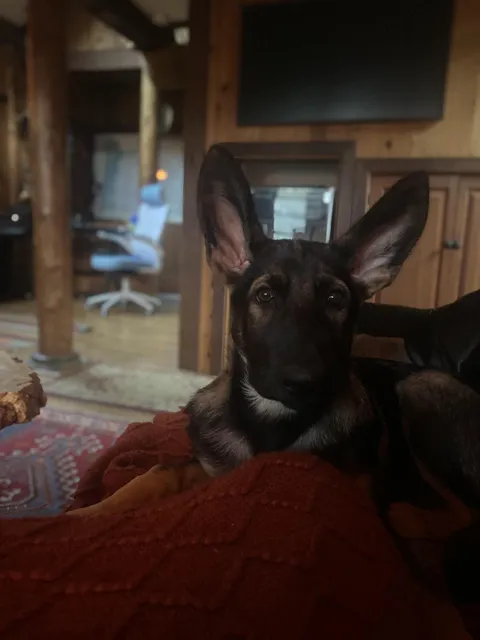 Little Bo has an the ear to body ratio of a bat