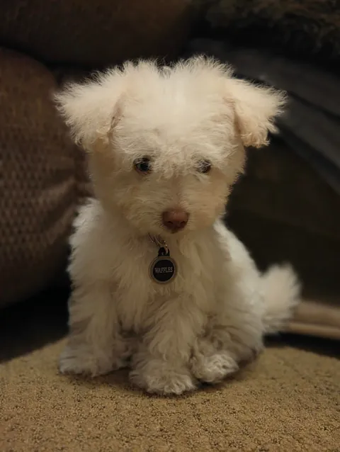 Another order of Waffles