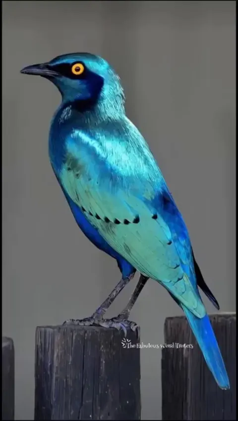 🔥. Metallic colors shifting on a Superb Starling's feathers