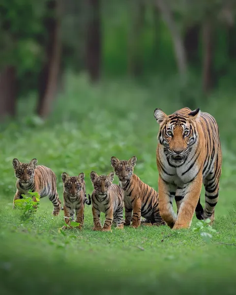 🔥Kabini’a tigress with her cubs