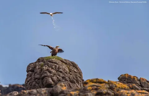 🔥 A collection of images from the Comedy Wildlife Photography Awards (2025)