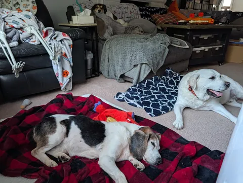 We adopted Max, 15yo beagle, two hours ago. He fits right in. Welcome home, buddy ❤️