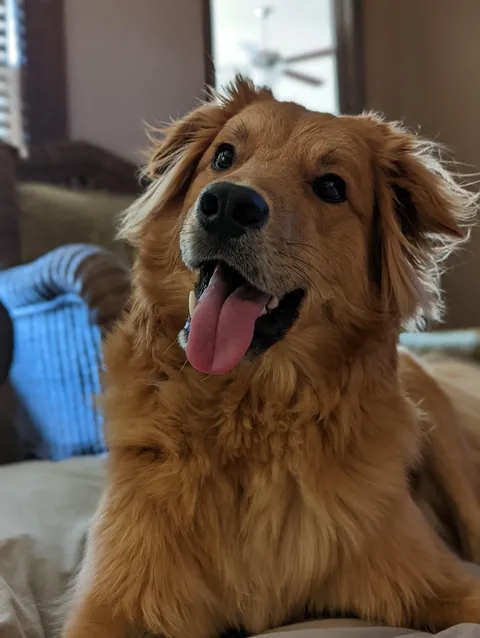 A rarepupper &amp; super mutt, Joji. Small guy with big personality