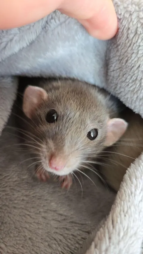 Jimily &amp; friends rat photos dump!