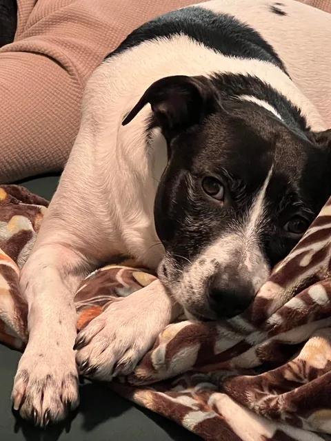 This is Tuna. Sometimes she sits weird. 100/10 love her for it tho