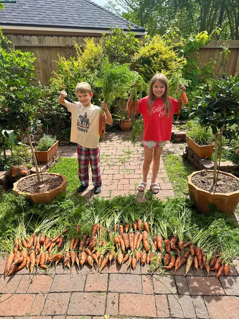 Harvested the rest of the carrot bed with the kids today 🥕