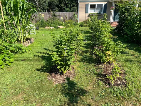 Turned my depression into a front yard garden