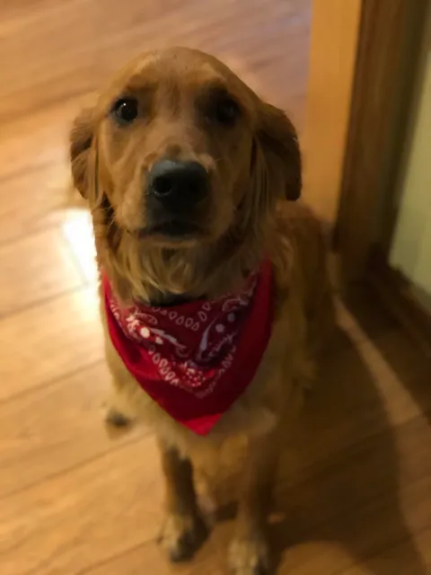 Every night my daughter and I look at r/aww before bed for a little positivity. Last night she asked me to post our good boy. Reddit meet Maximo or Max for short.
