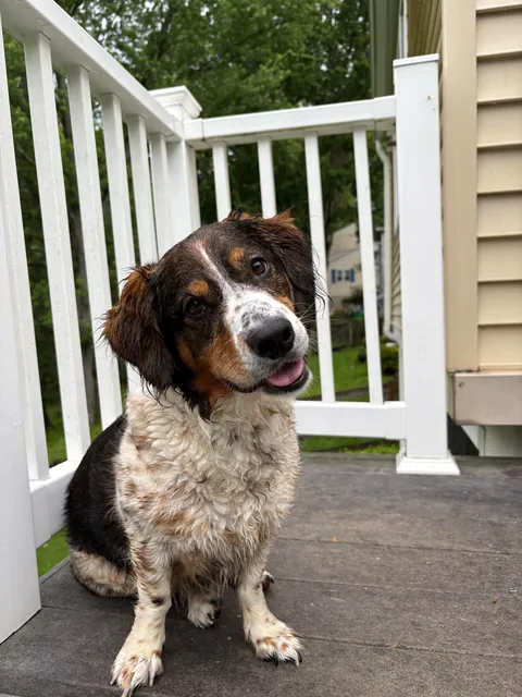 Had a tree fall and break my fence, so my little buddy took himself for a walk in the rain.