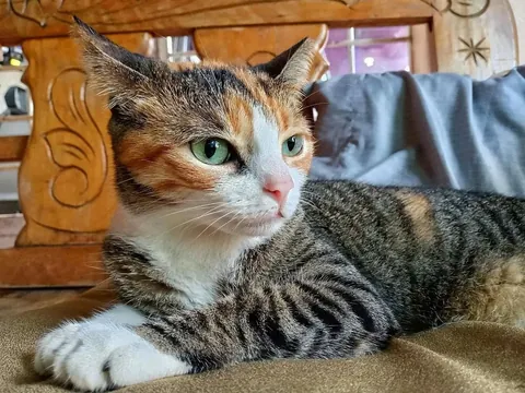 Pacha, my comfortable and grumpy cat