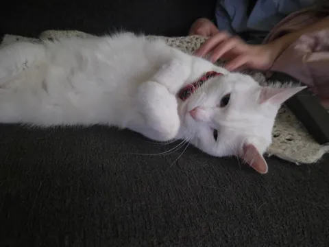 Goodbye my little man </3