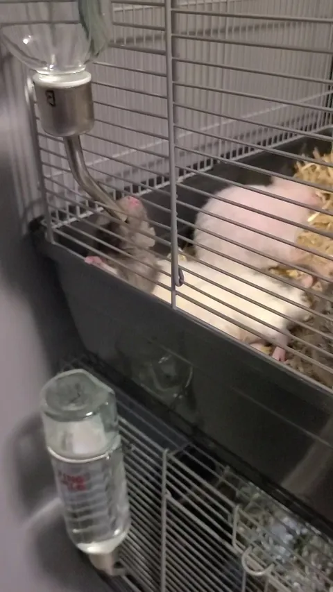 You're so lazy Pierre