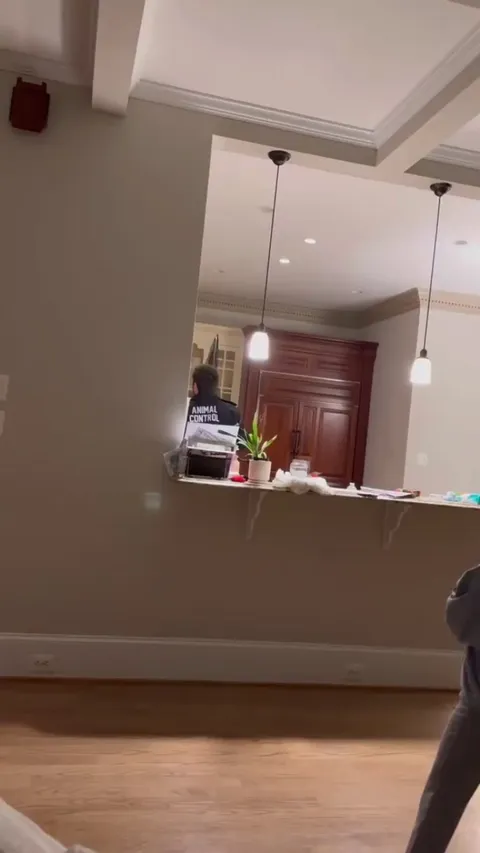 An owl came down a family's chimney and settled on their Christmas tree