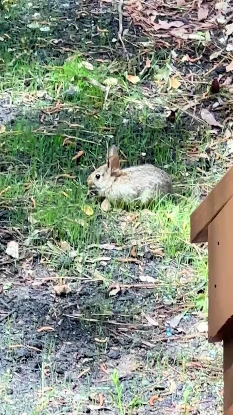 Thought I’d try growing grass. Turns out I just grew rabbit food.