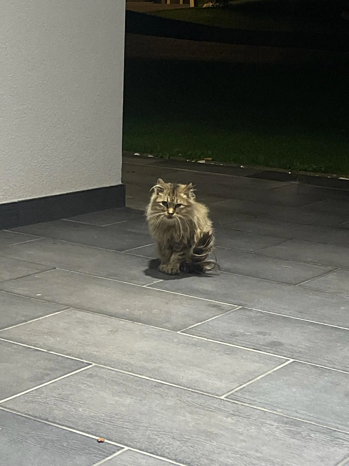 What to do with this stray cat in front of the door ?