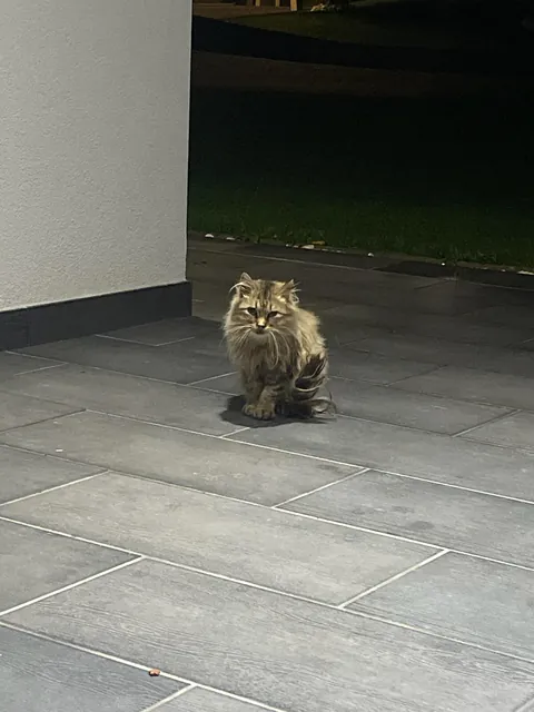 What to do with this stray cat in front of the door ?