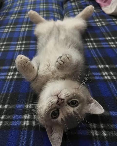 Dreaming of tuna and world domination.