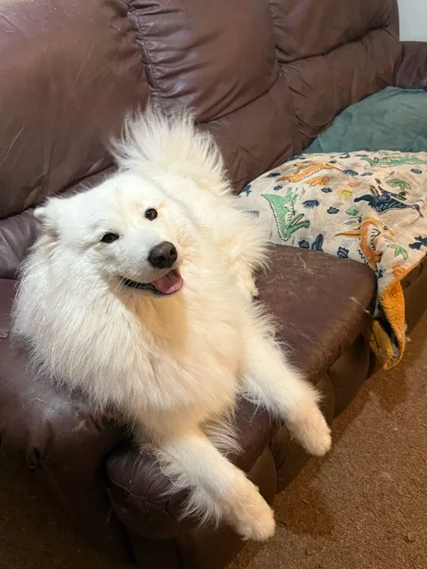 Someone decided to "inspect" the inside of the couch under those blankets. For science.